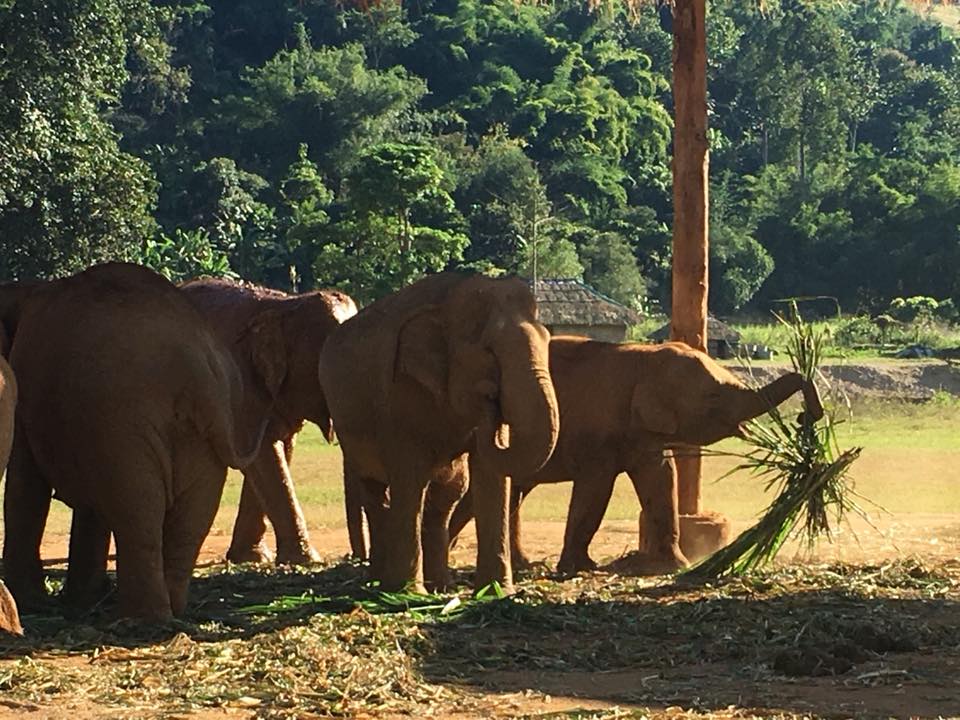ENP elephants playing